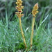 Slender Broomrape - Photo (c) François-Xavier Taxil, some rights reserved (CC BY-NC), uploaded by François-Xavier Taxil