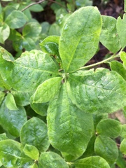 Rhododendron calendulaceum