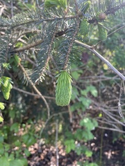 Picea sitchensis