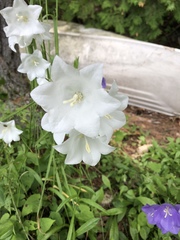 Campanula persicifolia