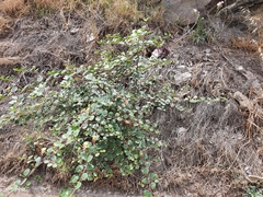 Capparis spinosa spinosa