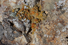Polycauliona bolacina