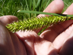 Media resource of Carex lacustris