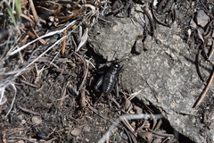 Gryllus saxatilis