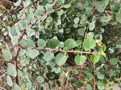 Capparis spinosa spinosa