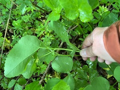 Laserpitium latifolium