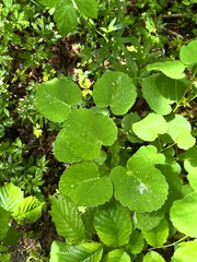 Laserpitium latifolium
