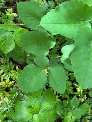 Laserpitium latifolium