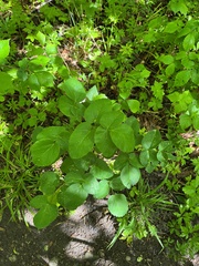 Laserpitium latifolium