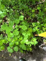 Laserpitium latifolium
