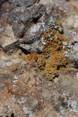 Polycauliona bolacina