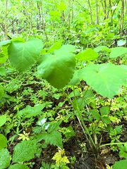 Laserpitium latifolium