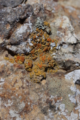 Polycauliona bolacina