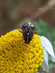 Cyphodema instabilis