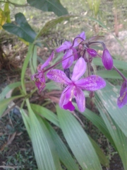 Spathoglottis unguiculata