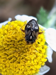 Cyphodema instabilis