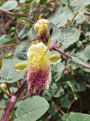 Capparis spinosa spinosa