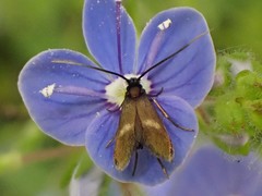 Cauchas fibulella