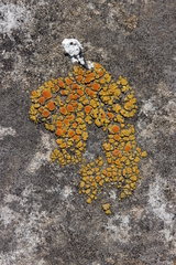 Polycauliona bolacina