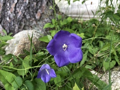 Campanula persicifolia