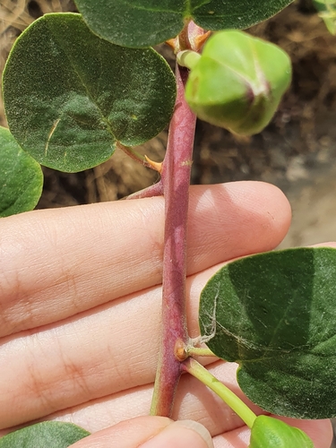Image of Capparis zoharyi by (c) Mehdi Chetibi, some rights reserved (CC BY)