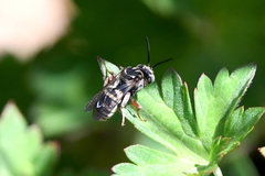 Triepeolus subnitens