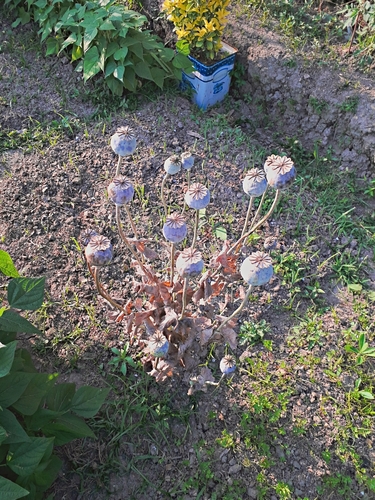 Papaver somniferum