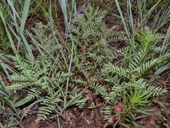 Astragalus crassicarpus