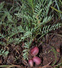 Astragalus crassicarpus