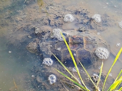 Emys orbicularis persica