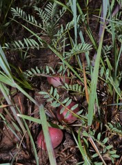 Astragalus crassicarpus