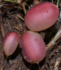 Astragalus crassicarpus
