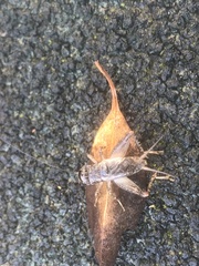 Velarifictorus grylloides