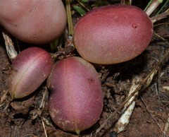 Astragalus crassicarpus