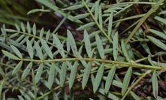 Astragalus crassicarpus