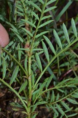 Astragalus crassicarpus