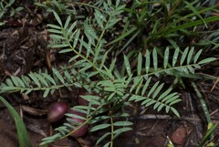 Astragalus crassicarpus