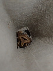 Agrotis exclamationis