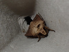 Agrotis exclamationis