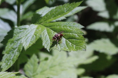 Myopa clausa