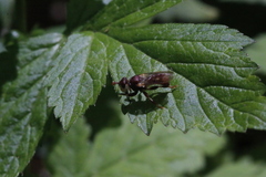 Myopa clausa