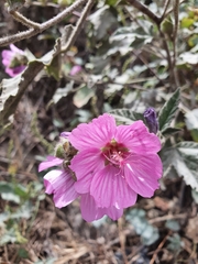 Malva olbia
