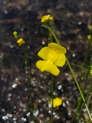 Utricularia striata