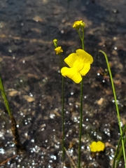 Utricularia striata