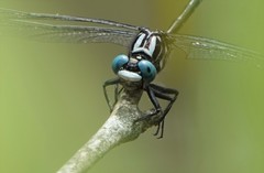 Stenogomphurus consanguis