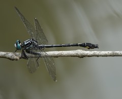 Stenogomphurus consanguis