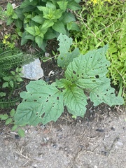 Physalis philadelphica