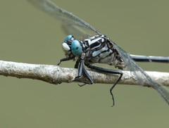 Stenogomphurus consanguis