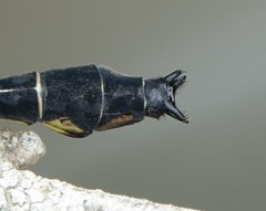 Stenogomphurus consanguis