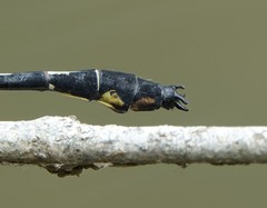 Stenogomphurus consanguis